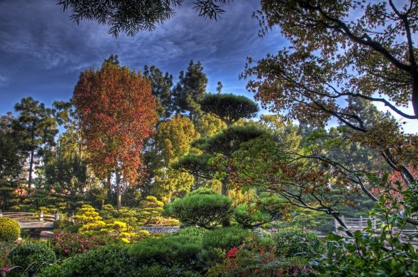 boomkwekerij,tuin-,bomen,allerlei,China