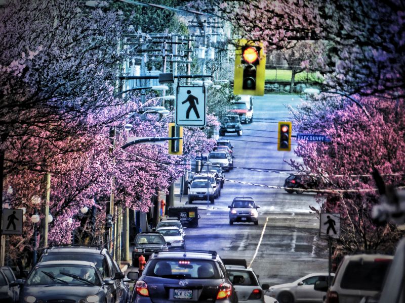 plante, træ, vedplante, byområde, blomst, bil