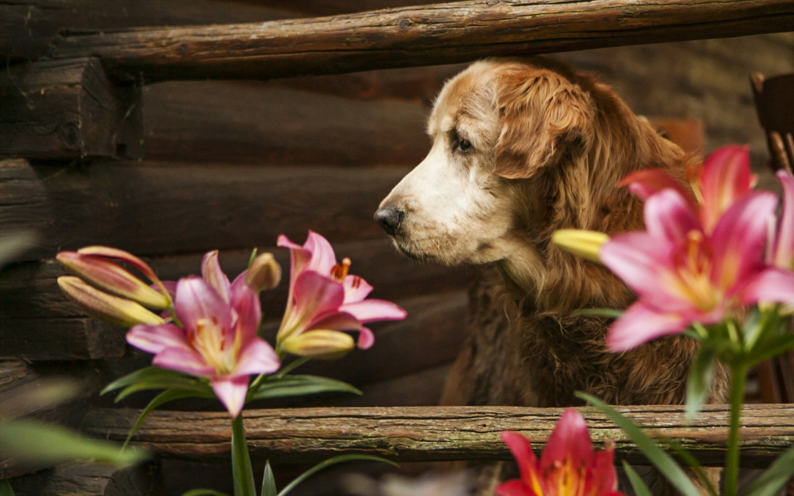 Wallpaper animals, flowers, fence, lilies, flower, puppy, dog like