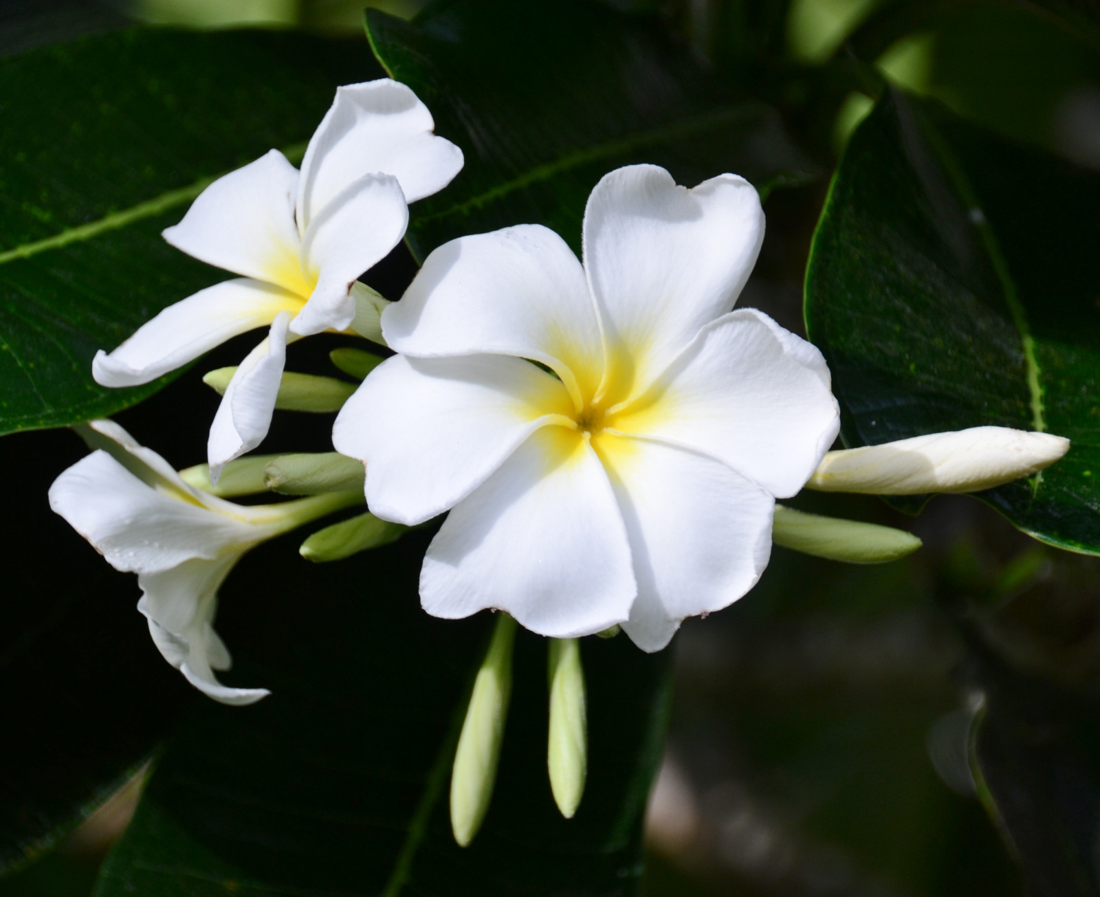 Wallpaper white, nature, blossom, Jasmine, Guam, flower, flora, petal