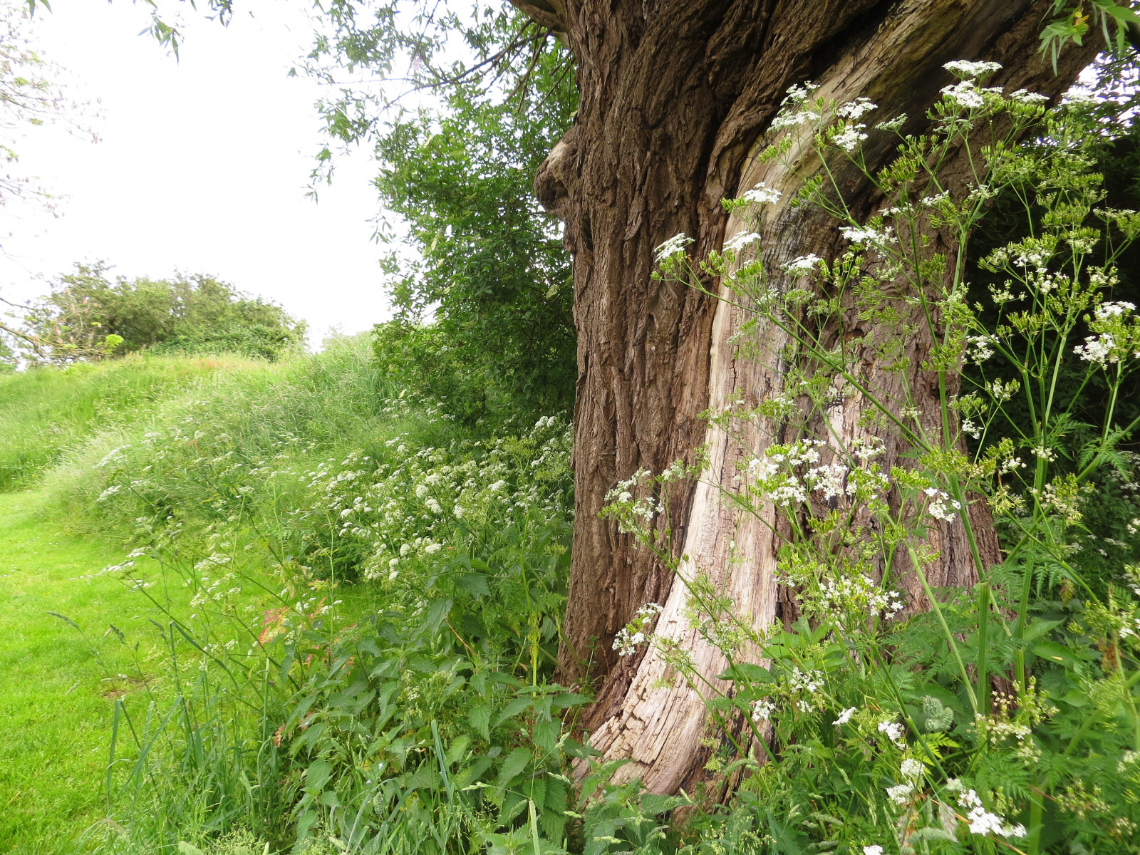 Meinge, Fortdiemerdam, Kustbatterijbijdiemerdam, Stellingvanamsterdam, Defencelineofamsterdam, natuurgebied, riserva naturale, Historie, Wandelen, a passeggio, Groteboom, grande albero, Diemen, per dieci, forti, Wilg, Salice