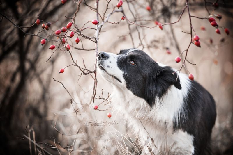 hund,dyr,Border Collie