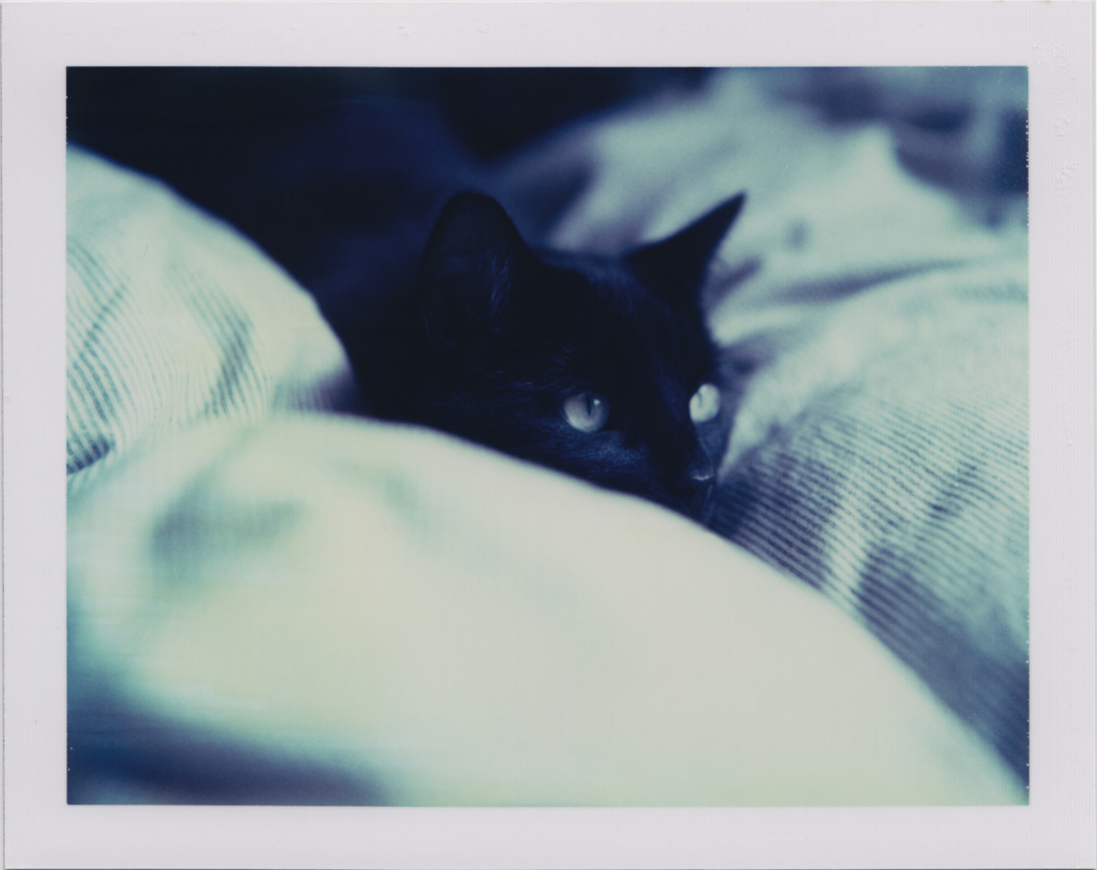 illustration, kat, blå, whiskers, Sort kat, killing, marts, pattedyr, Hackney, kat lignende pattedyr, små til mellemstore katte, i seng, packfilm, sort kat, thecatwhoturnedonandoff, catseyes, landcamera, waitingtopounce, closeupkit, expired669film, polaroidphotographer, londonpolaroid, rhiannonadam, 2010polaroid, felinepolaroid180camera, colorpeelapartfilm, professionalpolaroidcamera