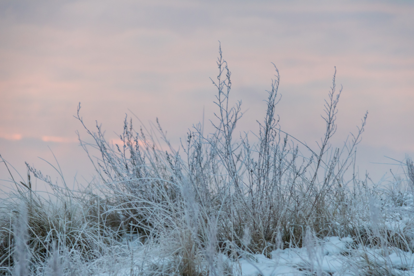 ธรรมชาติ, หญ้า, ท้องฟ้า, หิมะ, ฤดูหนาว, สาขา, น้ำแข็ง, หนาว, เช้า, น้ำค้างแข็ง, ลม, Rime, การแช่แข็ง, เมฆ, ต้นไม้, สภาพอากาศ, ฤดู, Vinter, kallt, Skateholm, rimfrost, ทุ่งหญ้า, ถิ่นที่อยู่, สภาพแวดล้อมทางธรรมชาติ, ปรากฏการณ์บรรยากาศ, ไม้ยืนต้น, ครอบครัวหญ้า