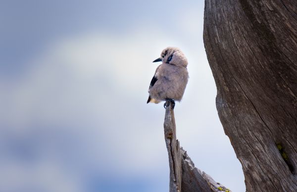 nature,winter,branch,blue,wildlife,spring
