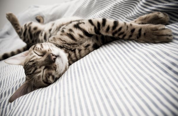 cat, kitten, sleepy, George, kittens, bengal
