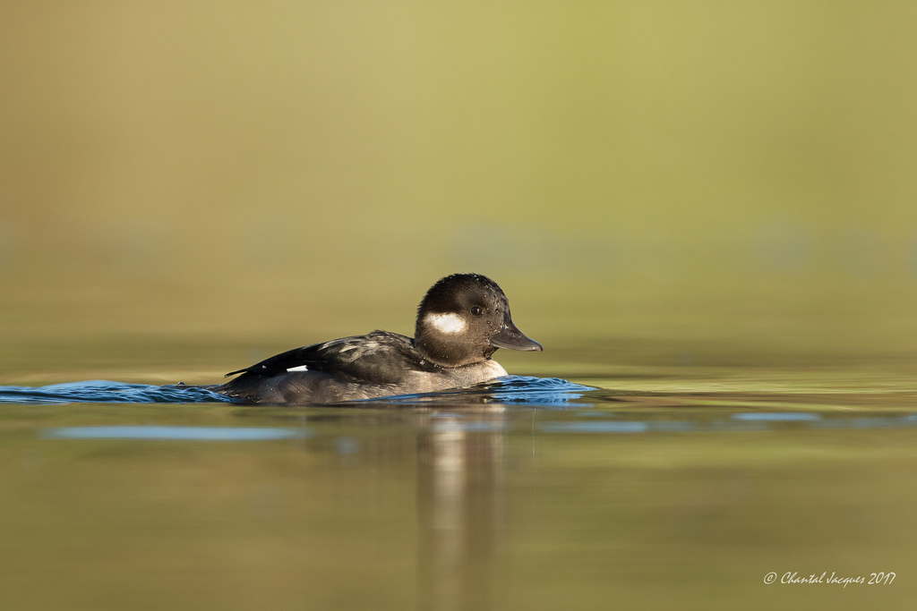 น้ำ, การสะท้อน, สัตว์ป่า, เป็ด, bokeh, ปาก, Mallard, เชิงลึก, นก, ปีก, สัตว์ป่า, นกน้ำ, สัตว์มีกระดูกสันหลัง, นกน้ำ, ห่านห่านและห่าน, หัวขโมย, esquimaltlagoon, wildandfree, underduck, โกลเด้น, Seaduck