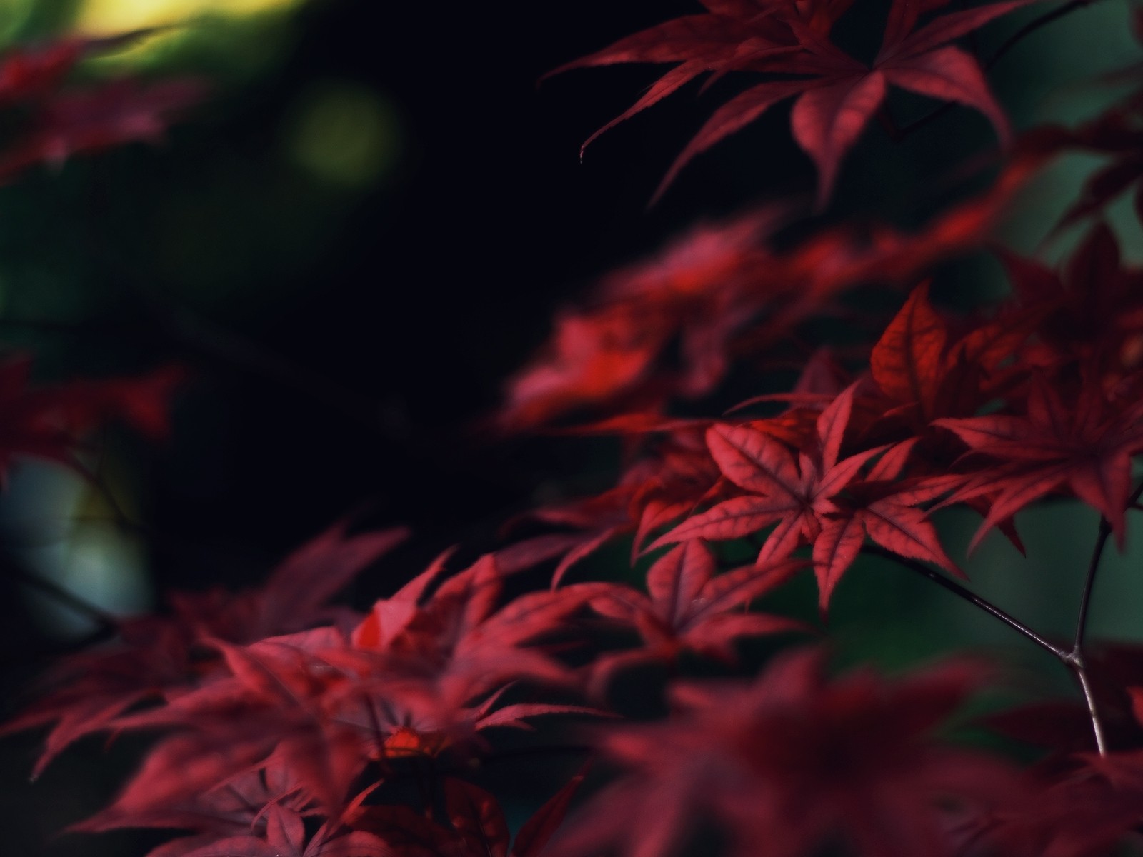 9000+ Wallpaper Alam Merah Gratis 9000+ Wallpaper Alam Merah Gratis