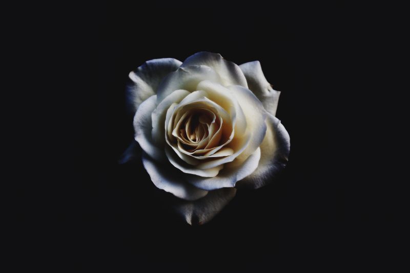 5456x3632 px, Blumen, Natur, Rose 5456x3632 px, Blumen, Natur, Rose