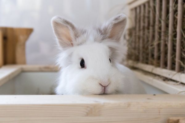 white,cute,rabbit,bunny,lea,hase