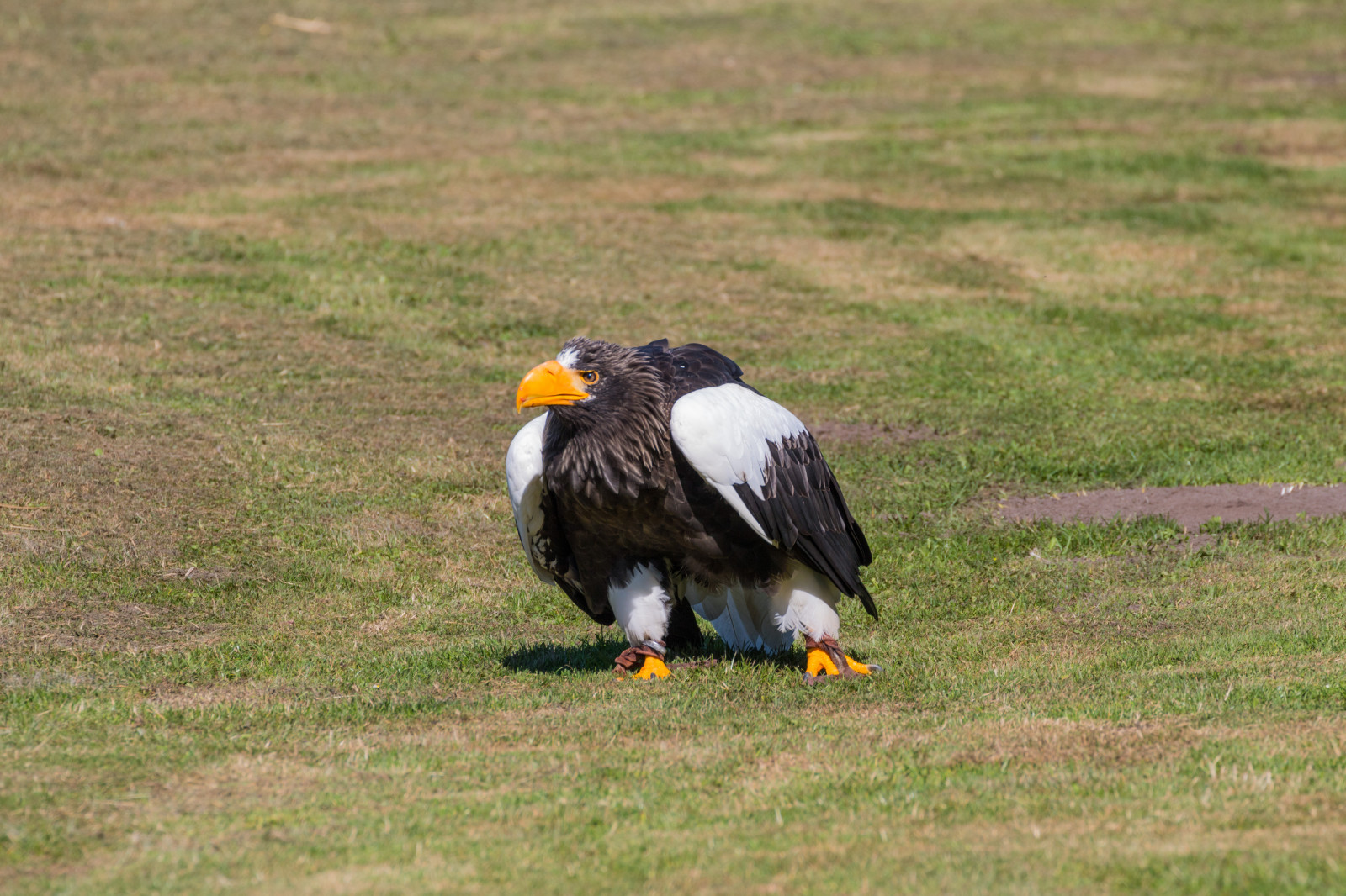 Volně žijících živočichů, dravý pták, orel, Dánsko, Orel bělohlavý, zobák, Sokol, pták, birdofprey, Danmark, f gel, exif modelu canoneos760d, geocountry, Kamera aby kánon, geocity, Model fotoaparátu canoneos760d, geostate, geolocation, exif aby kánon, EXIF isospeed 100, EXIF otvor 71, EXIF ef70300mmf456lisusm čočka, exif focallength 300mm, Skagen, rovf gel, eagleworld, rnreservatet, haliaeetuspelagicus, stellersseaeagle, j ttehavs rn, křídlo, fauna, obratlovců, Accipitriformes