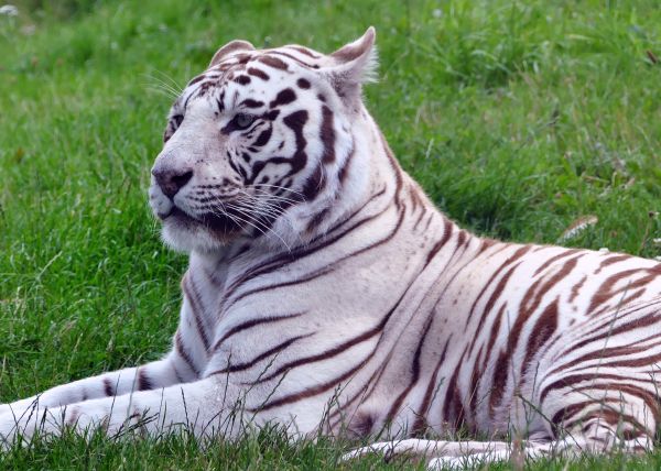 tiger,predator,grass,lies