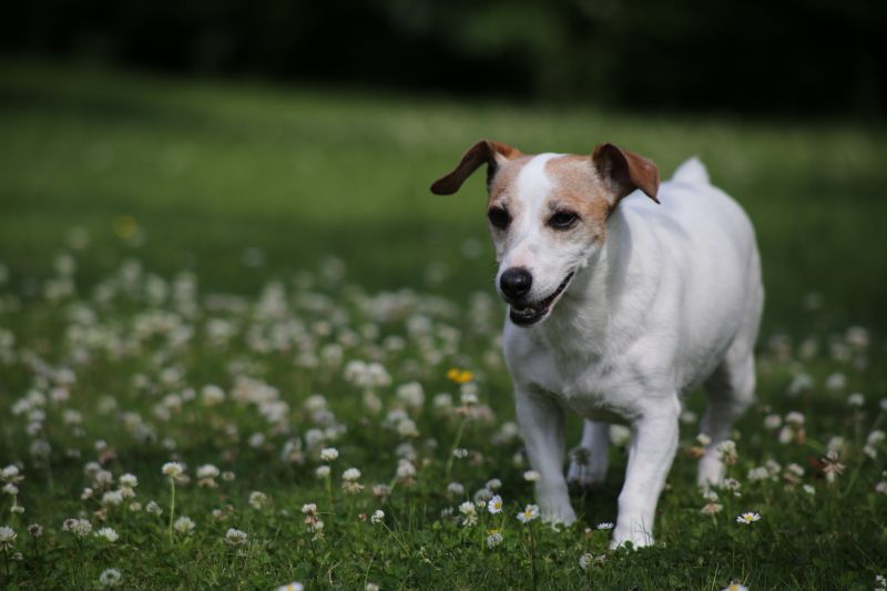græs,hund,Jack Russell Terrier,plante,dOF,hundehvalp