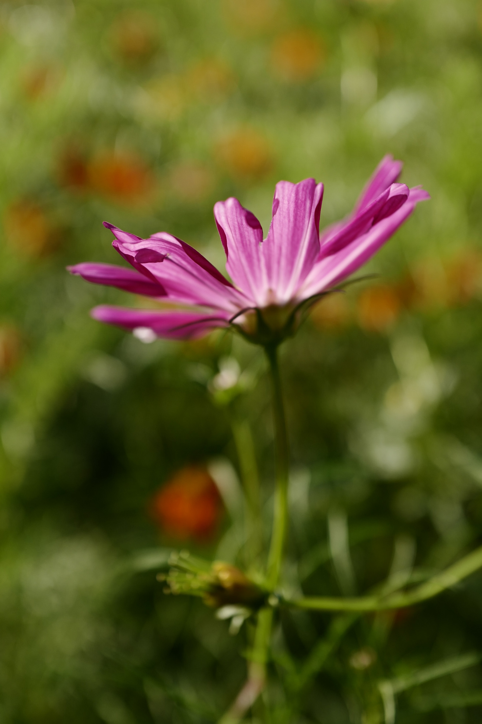 Wallpaper Japan, Leica, Tokyo, Jp, flower, flora, petal, meadow