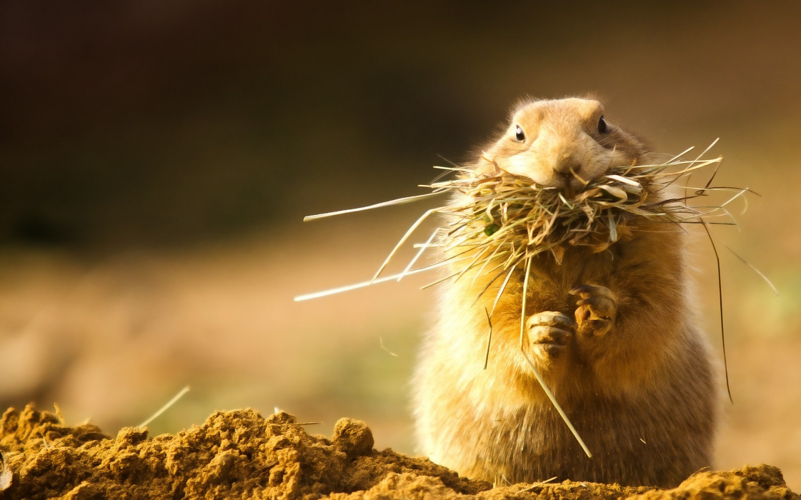 zvěř, Příroda, veverka, Volně žijících živočichů, kníry, prerijní pes, hlodavec, pruhovaná veverka, fauna, savec, prérie, obratlovců, zblízka, makro fotografie