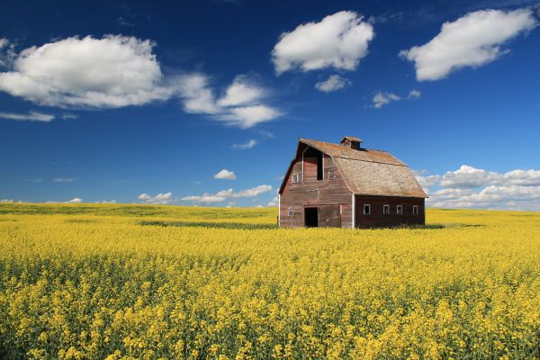 landscape, old, hill, abandoned, grass, food