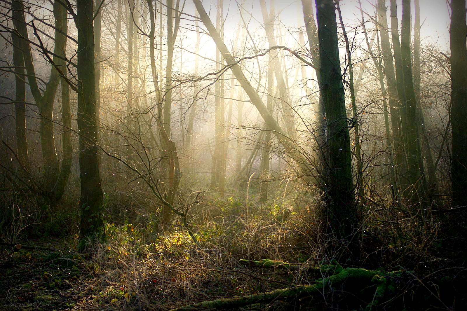 solljus, träd, landskap, skog, natur, gräs, himmel, gren, morgon-, dimma, atmosfär, djungel, Storbritannien, ljus, träd, höst, skuggor, dimma, växt, trän, vegetation, mywinners, canon400d, skog, lund, andrewlee1967, andrewlee, ekosystem, tempererade barrskog, biome, gammelskog, tempererade bredbladiga och blandskog, lövfällande, strandskogen, ef50mmf18, spruce fir forest, northern hardwood forest concept, tropical and subtropical coniferous forests, valdivian temperate rain forest