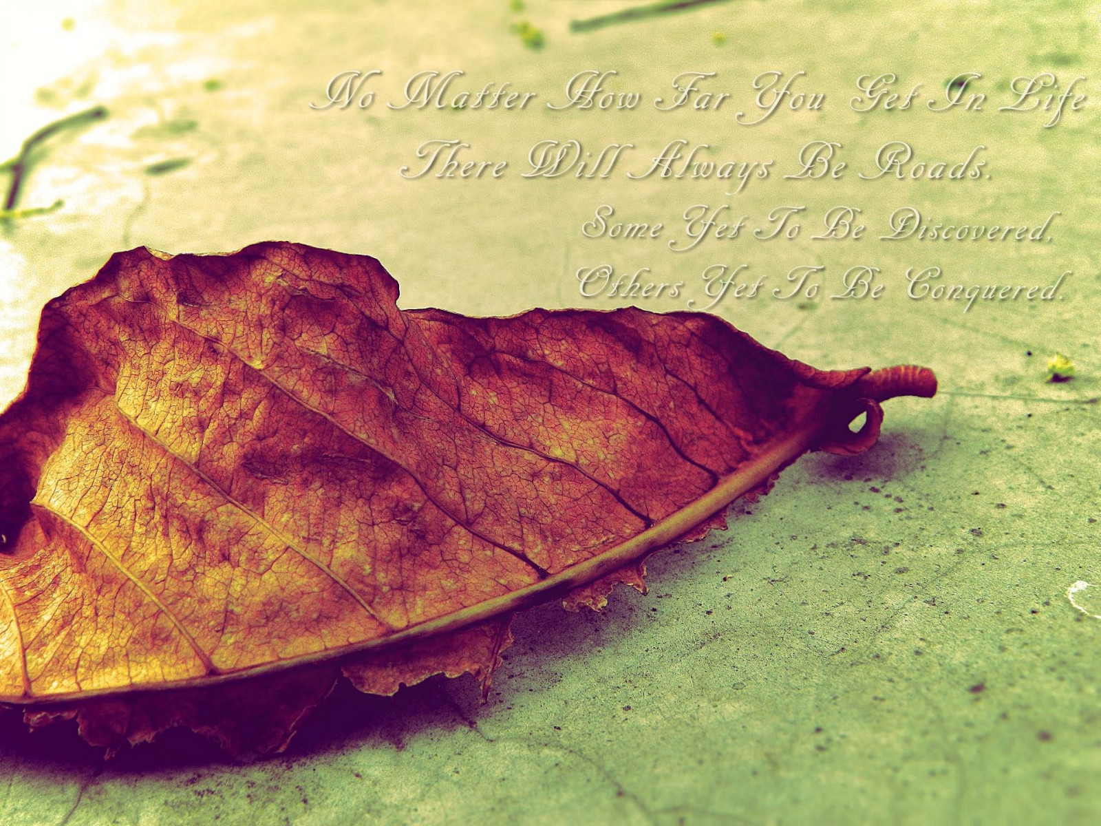 Wallpaper leaves, quote, sunset, nature, biology, autumn, leaf