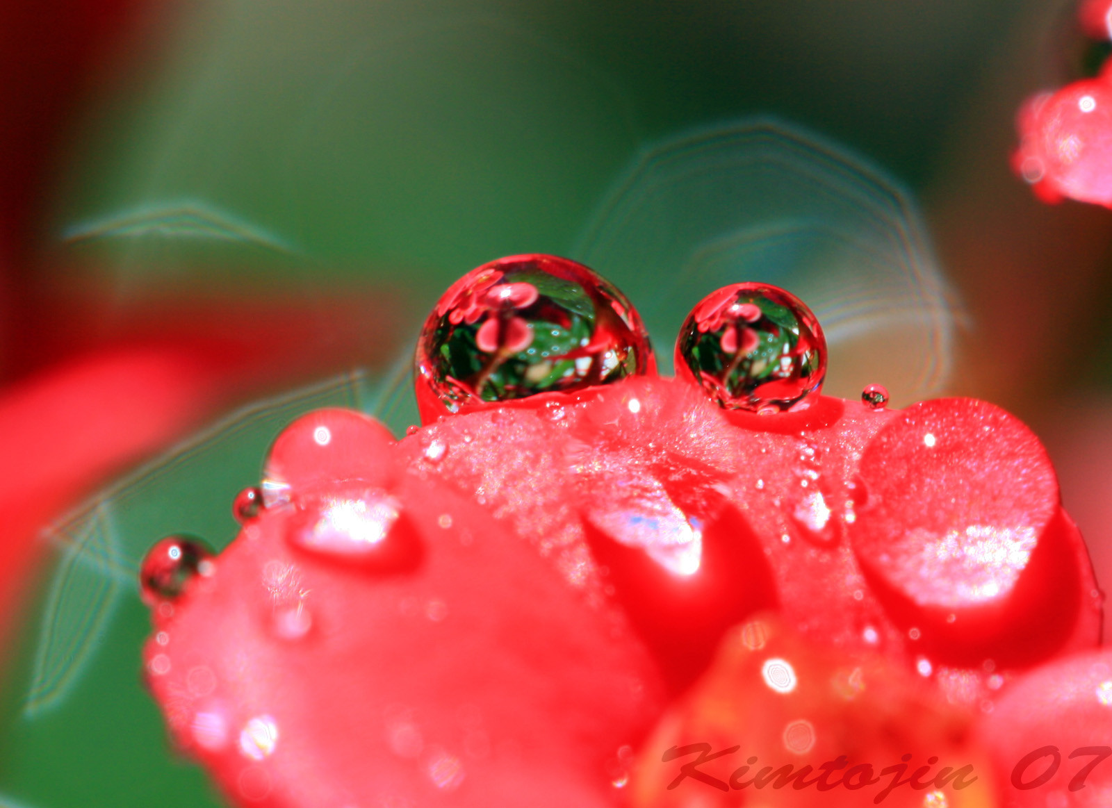 Červené, květ, makro, déšť, kapičky, naturesfinest, blueribbonwinner, supershot, impressedbeauty, superbmasterpiece, flickrdiamond, Květináče, naturewatcher, excapture, theperfectphotographer