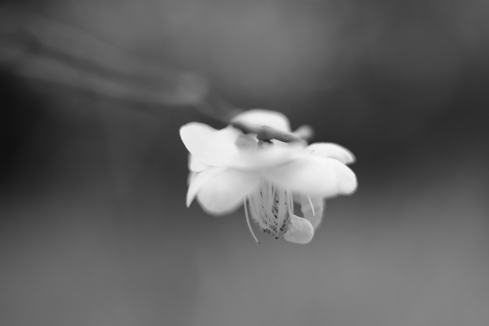 bílý, Černá, černobílý, fotografování, květ, Tokio, Fujifilm, světlo, list, květ, rostlina, dlaň, flóra, tma, okvětní lístek, Fujinon, ikegamibaien, xf35mmf14r, classicchrome, x, xf35mm, XT1, mcex, mcex11, počítač tapeta, Černý a bílý, monochromatické fotografování, zblízka, makro fotografie, zátiší fotografování