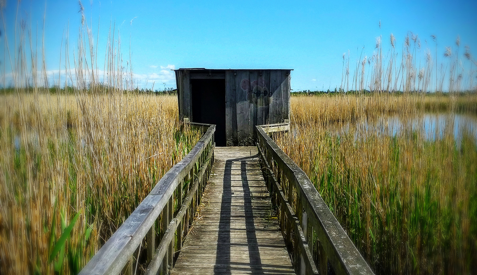 cielo, panorama, nube, luce del sole, abbandonato, natura, erba, Copenhagen, paesaggio, topo, ceppo, cabina, Messa a fuoco, ombre, prenotare, cielo blu, mickey, capanna, sogni, alto, birdwatching, abbandonato, cielo sereno, Vestamager, Woodenhut, Denmank, Naturcenter
