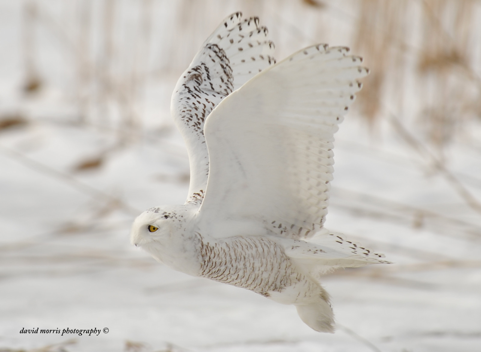 oči, žlutý, letící, Volně žijících živočichů, Nikon, dravý pták, sova, bokeh, zobák, Let, F28, NIKKOR, pták, zasněžený, Pírko, křídlo, 300mm, fauna, sněžná Sova, D700, davidmorris, davidmorrisphotography