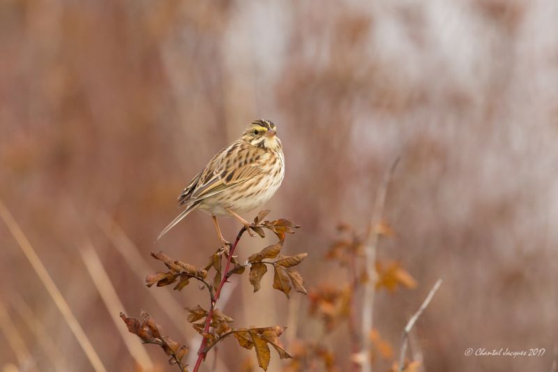 性质,科,野生动物,散景,麻雀,depthoffield