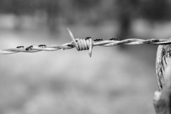 wire,netting,ants,bw
