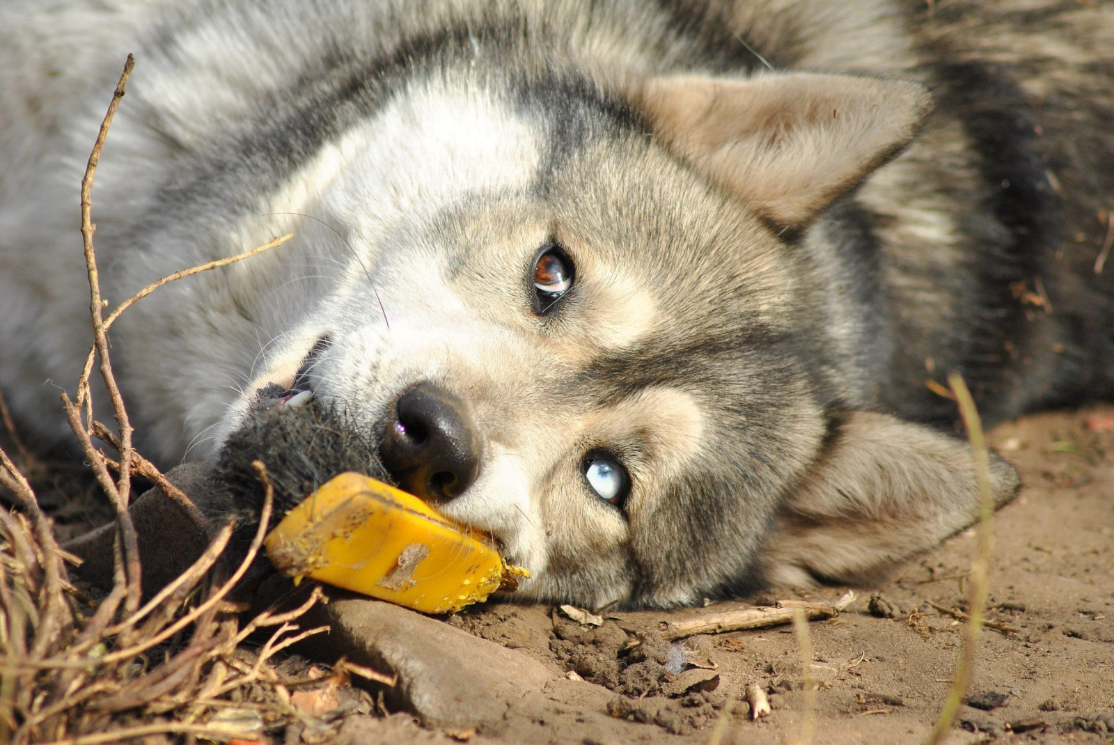 câine, animale sălbatice, lup, Husky siberian, Malamutul, cățeluș, mamifer, animale vertebrate, caine lup, Saarloos Wolfdog, câine cum ar fi mamifer, grup de rasa de câine, câine greenland, încrucișările câine, Wolfdog cehoslovac, 2048x1370 px, elkhound norwegian, Shikoku, Laika Siberian vest