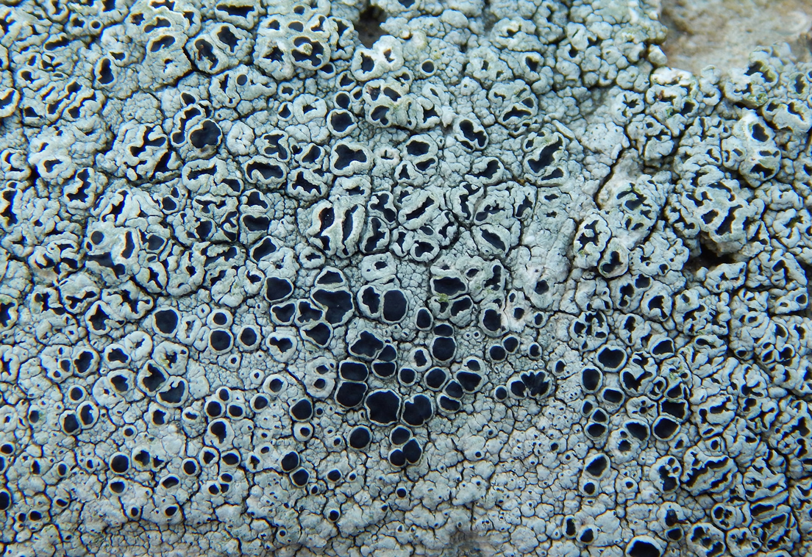 Černá, abstraktní, Skála, Příroda, zima, umělecká díla, Skotsko, mráz, vzor, Šedá, textura, svět, britský, lišejník, Balvan, UMĚNÍ, divoký, krása, přírodní, pobřeží, materiál, skotský, povahy, půda, pobřežní, podlaha, lišejníky, Galloway, portwilliam, crustose, auchenmalg, aspicilia, tephromelaatra, tephromela, lecanoragangaleoides