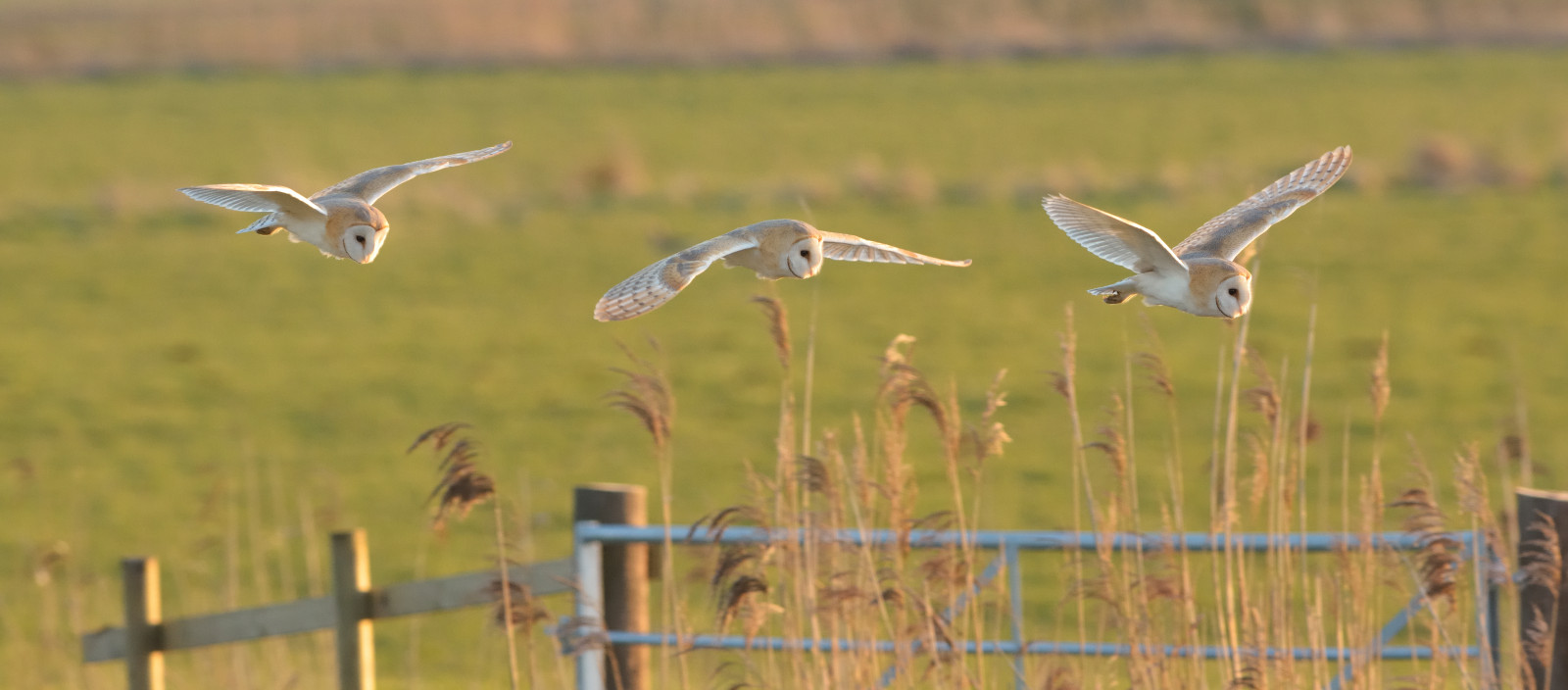 Příroda, tráva, nebe, pole, letící, Volně žijících živočichů, stodola, sova, zobák, Kořist, step, mokřadní, Let, důvěra, národní, lučina, pták, birdofprey, mořský pták, fauna, prérie, rezervovat, bažina, ekosystém, tráva rodina, vodní pták, kachen, hus a labutě, Charadriiformes, ekoregion, shorebird, bažina, BCN, Jeřáb jako pták, Cambridgeshire, Nnr, Greatfen, Greatfenproject, Woodwalton