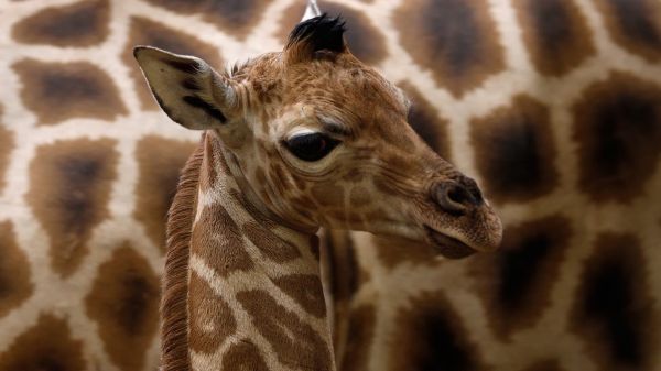 wildlife, giraffe, Safari, Zoo, color, fauna