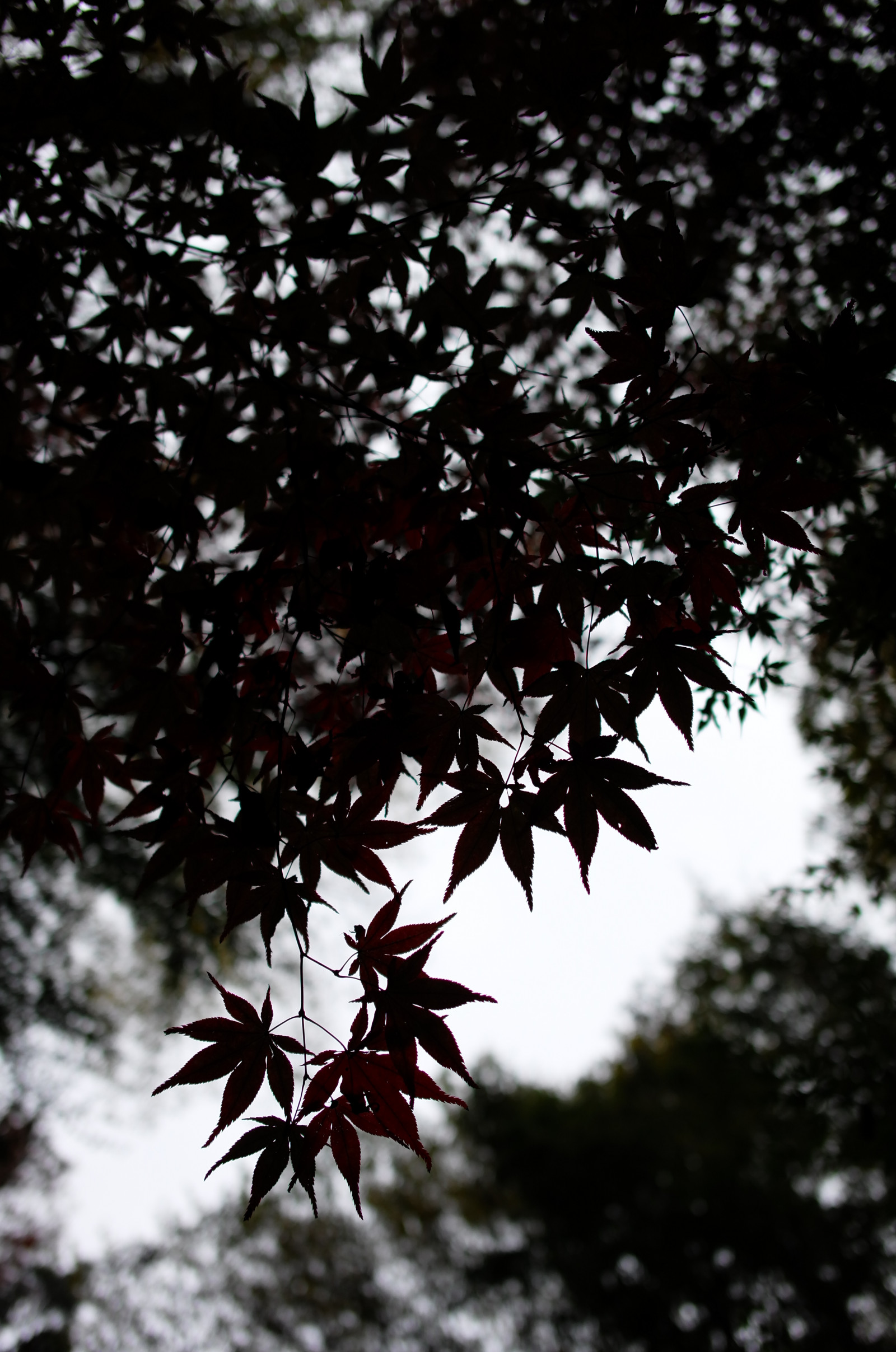 Japonsko, slunečnímu záření, les, černobílý, Příroda, nebe, větev, květ, Leica, Tokio, jp, strom, podzim, list, květ, rostlina, sezóna, flóra, CC, T, Chofu, leicat, Summicron, CreativeCommons, jindaiji, summicron235, 235, Černý a bílý, monochromatické fotografování, botanika, dřevina, javor