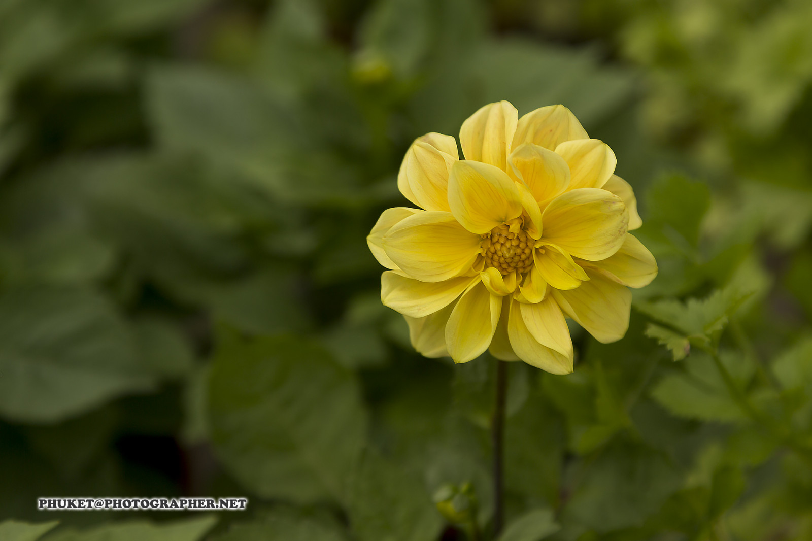 zahrada, kopec, Příroda, budova, Červené, tráva, nebe, motocykl, pole, Dům, hotel, zelená, žlutý, modrý, mlha, letovisko, čaj, Malajsie, kaktus, Thajsko, jasný, sukulentní, barva, mrak, strom, cestovat, list, hora, květ, rostlina, web, flóra, mě, síť, domů, okvětní lístek, výlet, cesta, plavba, phuket, moto, Leathes, cameron, vrchovina, geo, phuketian, Stát, cactaceae, divoká rostlina, botanika, suchozemská rostlina, kvetoucí rostlina, jednoletá rostlina, daisy rodina