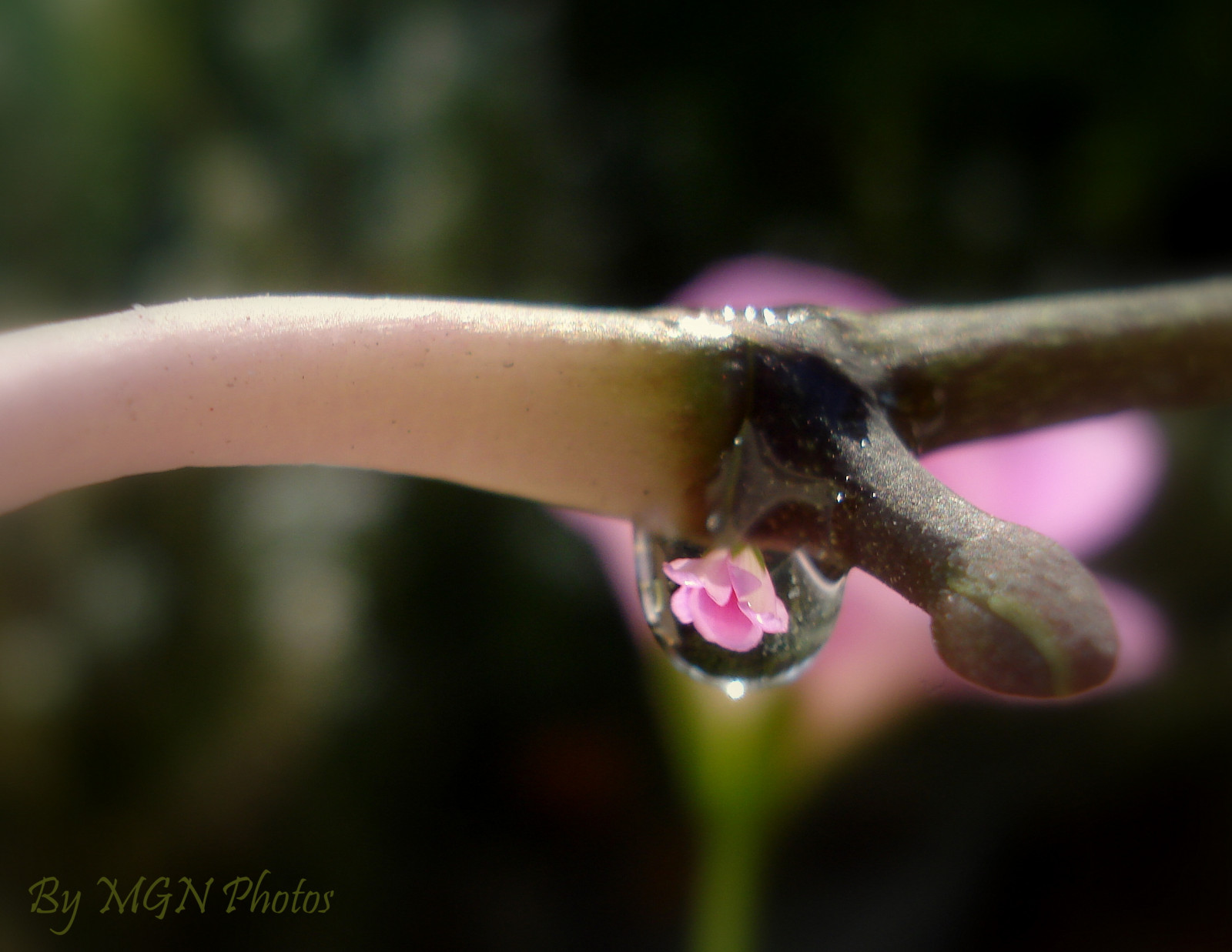 růžový, květ, rostlina, flóra, pupen, kapičky, kapička, iQ, dech beroucí, anawesomeshot, Béžová, natureselegantshots, theunforgettablepictures, mywinners, impressedbeauty, platinumphoto, blueribbonwinner, ultimateshot, damniwishidtakenthat, citrit, fab, bestofflickr, cherryontop, macromarvels, goldsealofquality, dragonflyawards, větvička, fantasticflower, amazingshots, flickrsmasterpieces, zblízka, makro fotografie, závod stonek, stunningplanetearth, volná příroda, allkindsofbeauty, diamondstars, naturegreenstar, láska mír, Creativephoto, Thelittlegiant, Amazingcapture, Naturaljewellry, Cokoli, Makrosdenaturaleza, Amazingmacros, Beautifultreasures, Ultaminteshot