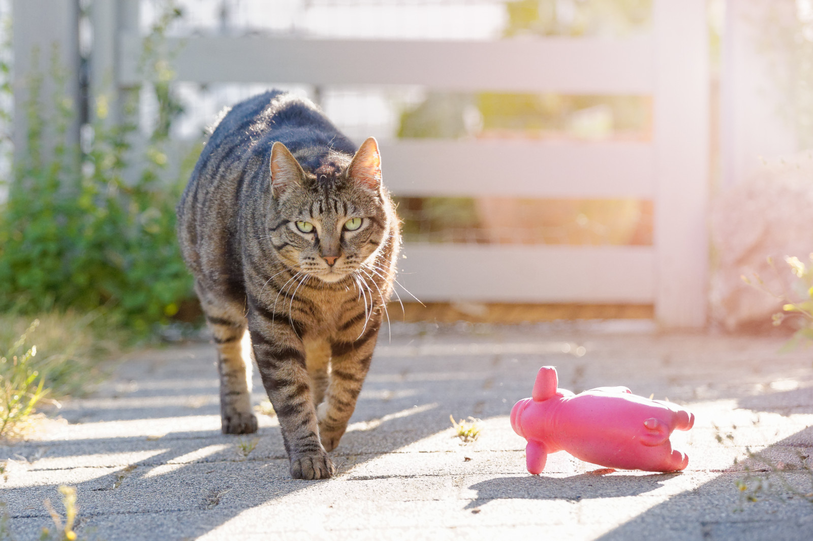 kočka, tráva, tygr, kníry, pustošit, prozkoumat, fauna, savec, kočka jako savci, malé až středně velké kočky, dragon li