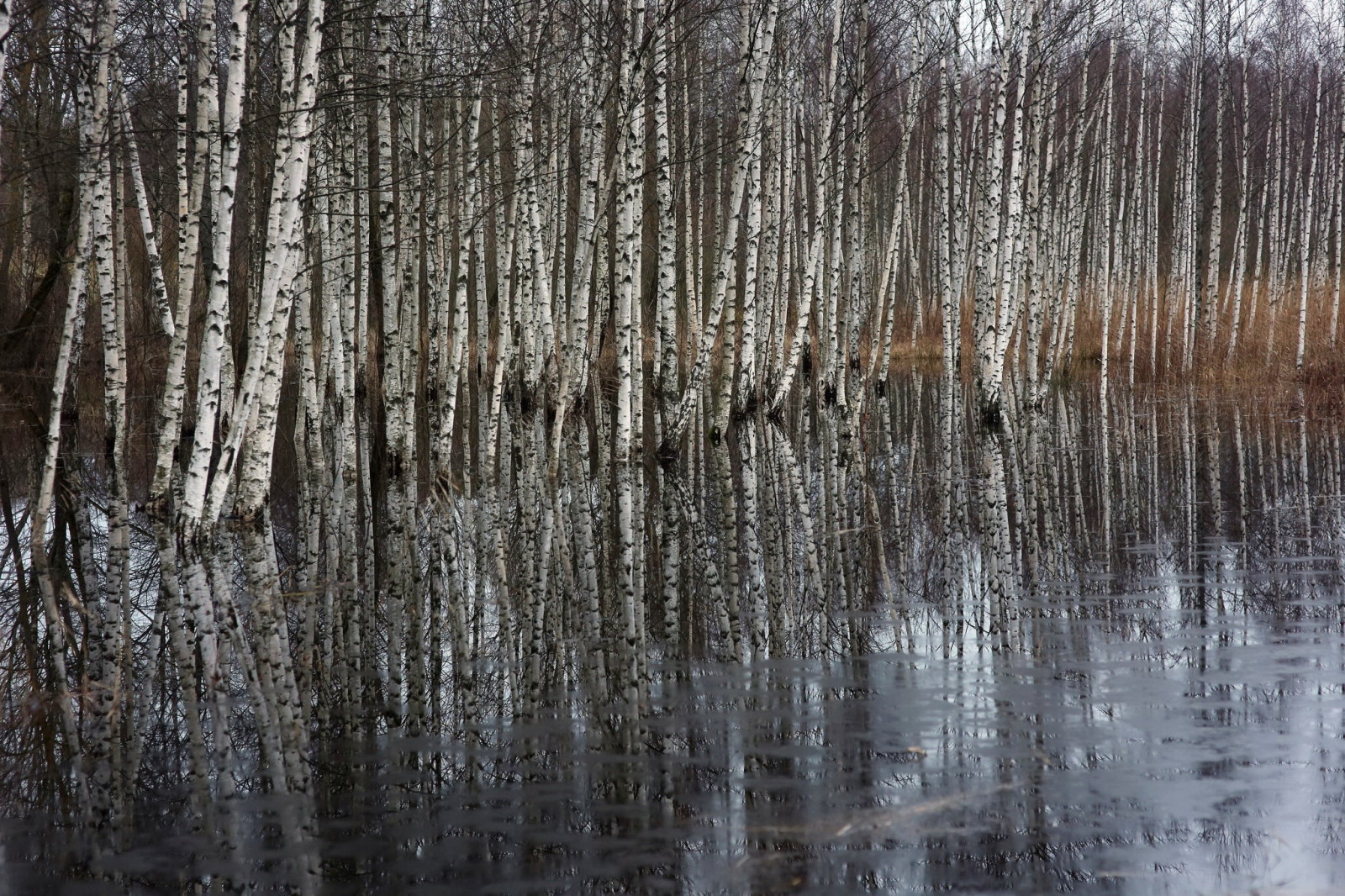 stromy, krajina, les, voda, Příroda, odraz, zima, větev, led, mráz, rampouch, bažina, zmrazení, bříza, mokřadní, strom, podzim, list, rostlina, sezóna, bayou, zálesí, místo výskytu, přírodní prostředí, atmosférický jev, suchozemská rostlina, dřevina, ekosystém, kufr