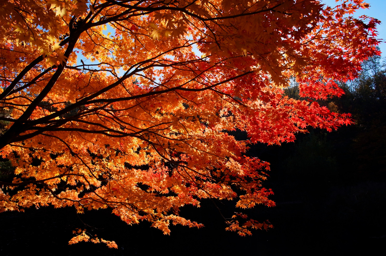 autumncolors, bažina, Toyota, Aichi, ricoh, a12, autumntint, GXR, inabu, takadoya, takadoyaswamp
