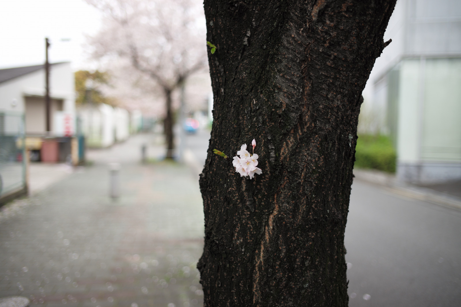 Japonsko, bílý, Černá, ulice, sníh, zima, silnice, zelená, jaro, Leica, Tokio, M, barva, strom, podzim, list, květ, počasí, rostlina, sezóna, sakura, Summicron, summicron235, 235, třešňové květy, leicam, typ240, dřevina