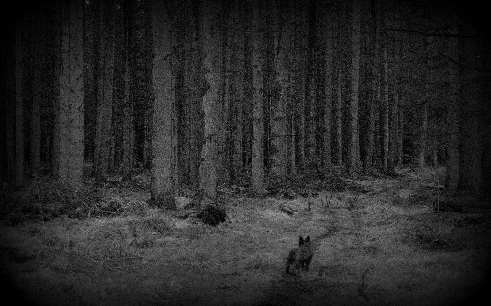 dřevo, stromy, Pes, Příroda, les, zálesí, temný, cesta, Procházka, strašidelný, tajemný, Culloden, hustý, Talltrees, Invernessshire, cullodenforest