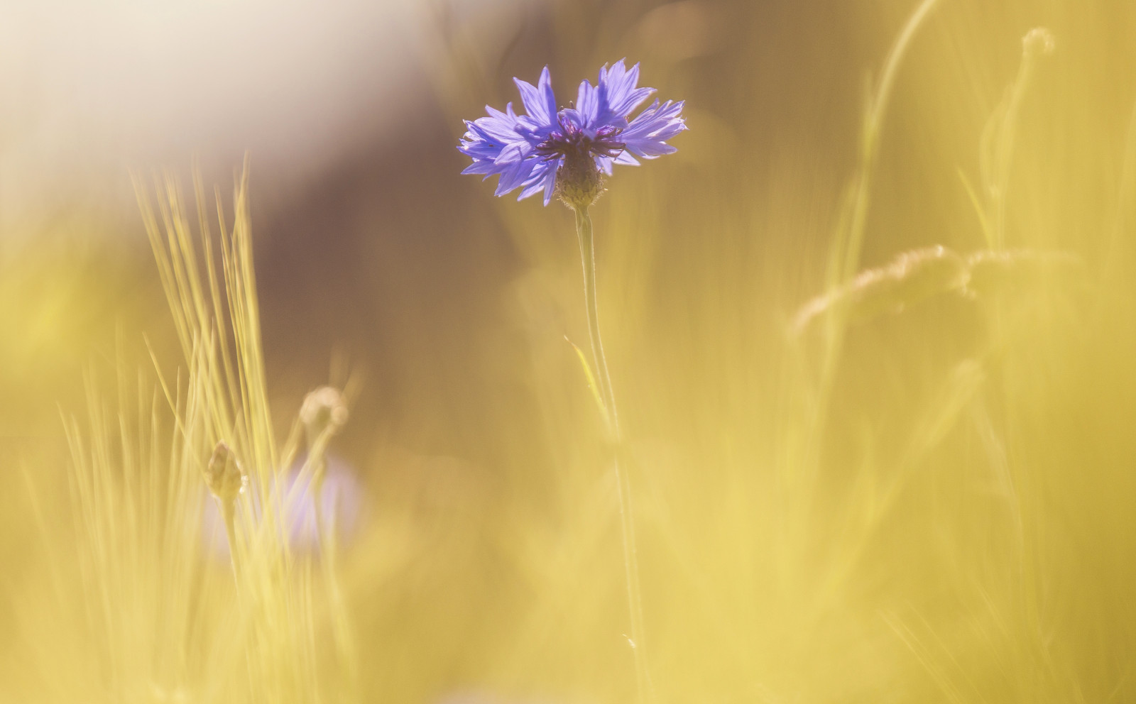 slunečnímu záření, světla, barvitý, les, Černá, květiny, nebe, rostliny, pole, nachový, dřevo, makro, zelená, žlutý, ráno, Německo, Kánon, oranžový, šátek, náměstí, pyl, bokeh, pampeliška, denní světlo, lesklý, jaro, sluneční paprsky, detailní, obilné pole, Němec, světlo, barva, mrak, 70200, ii, barvy, květ, je, rostlina, Sluneční svit, mimo, upláchnout, outdor, makro, natur, Fokus, detail, deutschland, okvětní lístek, tele, 28, přistát, louka, dnes, vrbový prut, bayern, Farben, syn, lesk, squareformat, d, denně, letní, formát, blume, barevný, bunt, vollformat, divoká rostlina, blumen, zálesí, počítač tapeta, kvetoucí rostlina, zblízka, makro fotografie, tráva rodina, závod stonek, zboží, Sonnenschein, sonnenlicht, farbig, Fruhling, telezoom, Germay, Landscae, stock photography