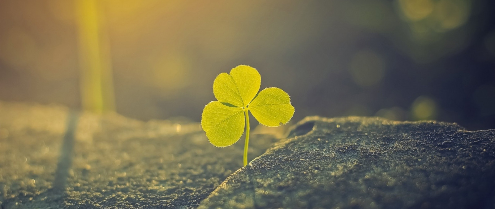 slunečnímu záření, hloubka pole, západ slunce, Příroda, odraz, tráva, fotografování, zelená, žlutý, ráno, slunce, pyl, ultra široký, světlo, strom, podzim, list, květ, rostlina, flóra, okvětní lístek, divoká rostlina, počítač tapeta, zblízka, makro fotografie, závod stonek