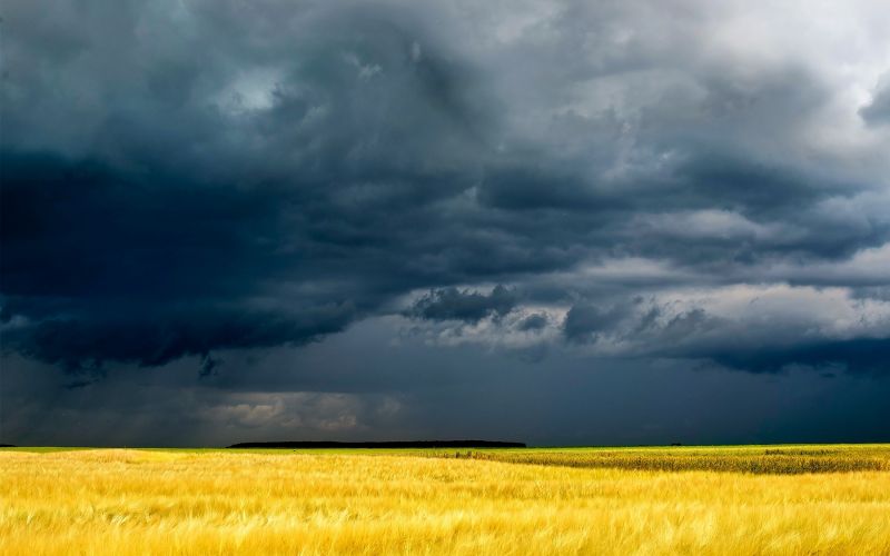 nature, sky, field, storm, horizon, Rapeseed nature, sky, field, storm, horizon, Rapeseed