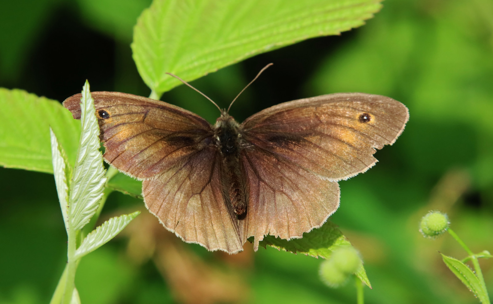 Hintergrundbilder : Hugovonschreck, Breitenborn, Hessen, Deutschland ...