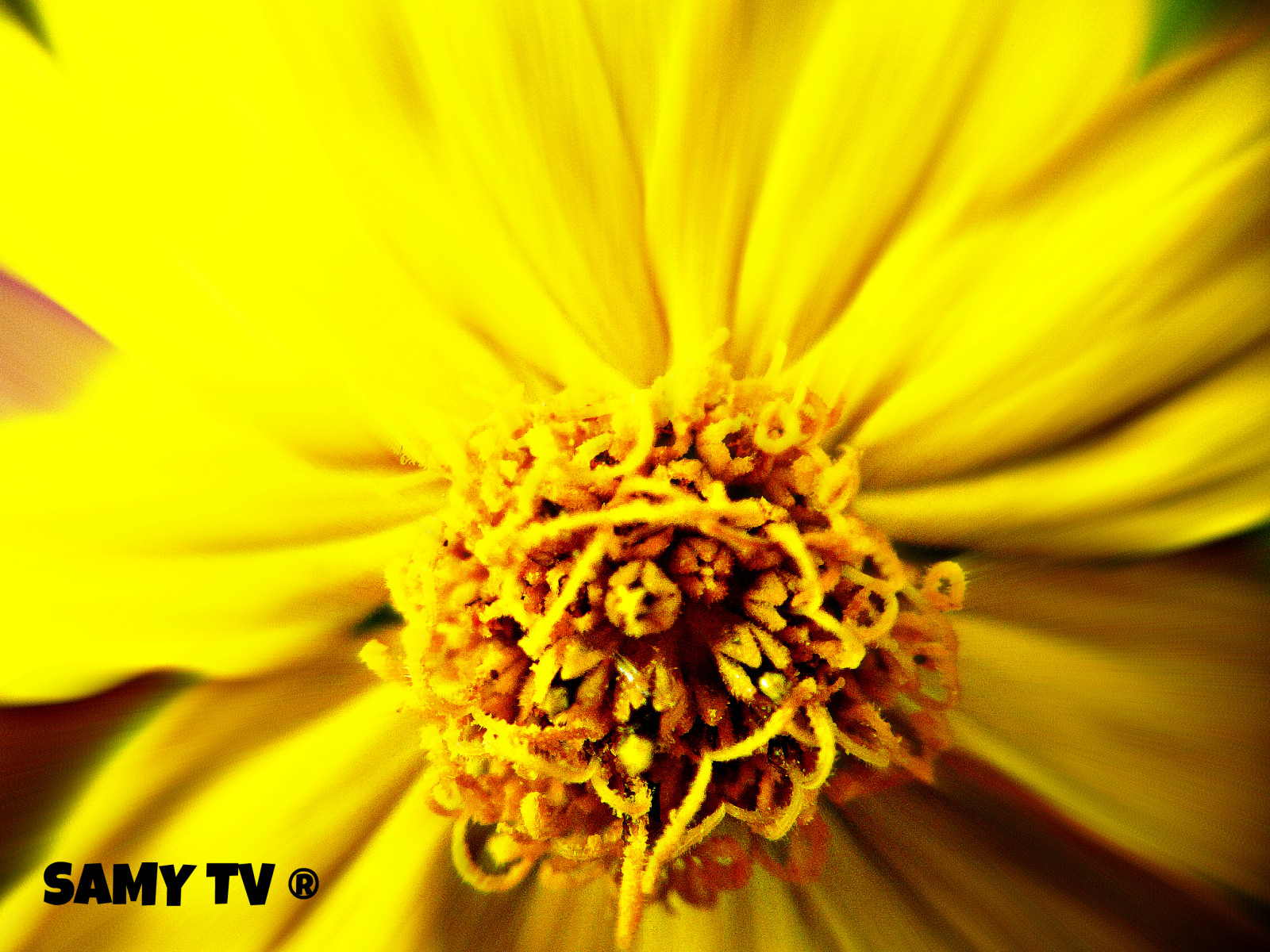 Wallpaper : eyes, nature, yellow, camera, Samsung, Sun, pollen, shot