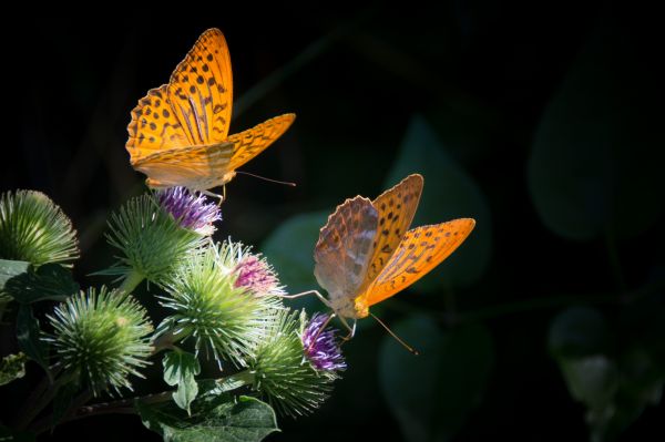 butterfly,wings,flower