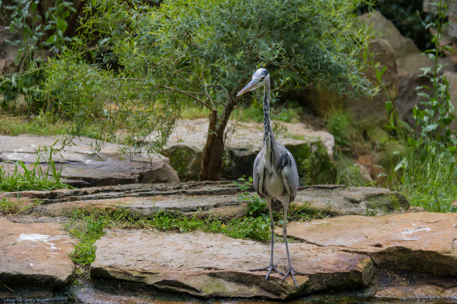 Fond D cran Jardin Roche Parc Allemagne Faune Zoo Jungle 