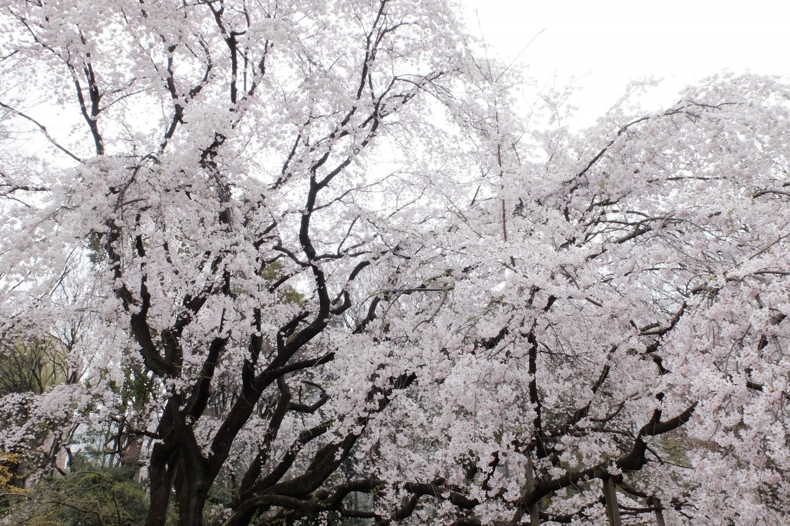 Japonsko, větev, Třešňový květ, květ, jaro, Tokio, Fujifilm, květ, rostlina, sakura, fuji, Komagome, rikugien, classicchrome, x, třešňové květy, x30, weepingcherry