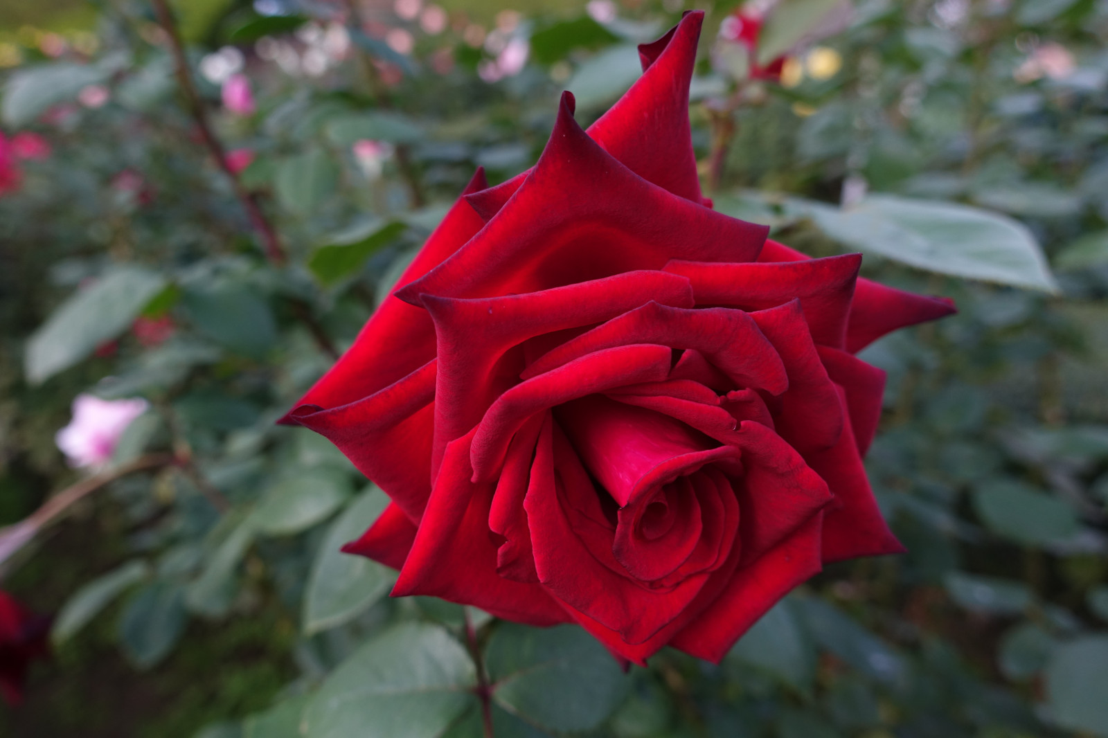 Japonsko, Červené, růže, Sony, Tokio, jp, květ, rostlina, flóra, Zeiss, RX100, okvětní lístek, kyufurukawagarden, dscrx100, rx100m4, dscrx100m4, botanika, suchozemská rostlina, kvetoucí rostlina, makro fotografie, závod stonek, zahradní růže, růže rodina, růže objednávka, floribunda, rosa centifolia