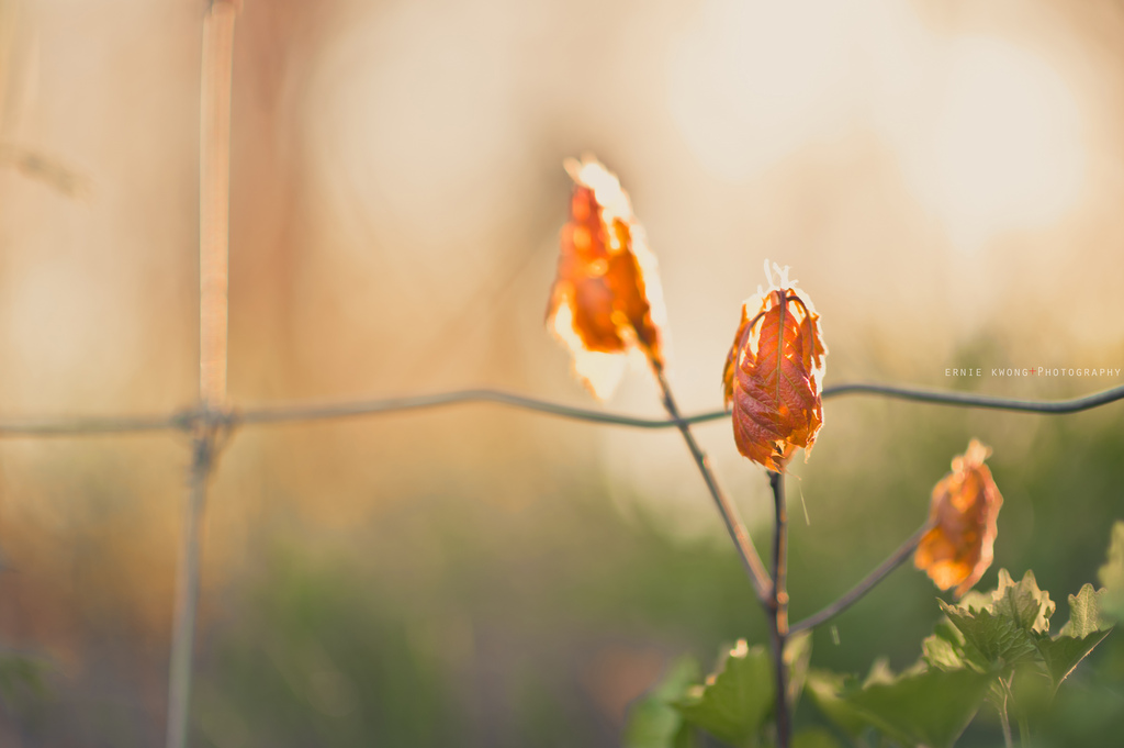 luce del sole, le foglie, natura, rosso, parco, fotografia, ramo, Alba, giallo, mattina, Nikon, fiorire, recinto, Toronto, leggero, 85 millimetri, autunno, foglia, fiore, alto, pianta, luce del sole, flora, petalo, HFF, D700, Fiore di campo, botanica, impianto di terra, pianta fiorita, avvicinamento, fotografia macro, staminali vegetali, fencefriday